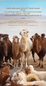 MOREFUTURE Camel Milk Powder with N-acetyineuraminic Acid 360g - Image 5