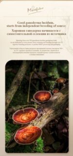 MOREFUTURE Organic Reishi Mushroom Tea - Image 8