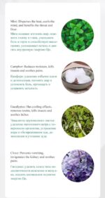 Camphor Tree Essential Oil - Image 3