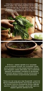 LIMANCY Artemisia Body Wash - Image 4