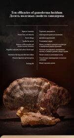 MOREFUTURE Organic Reishi Mushroom Tea - Image 4